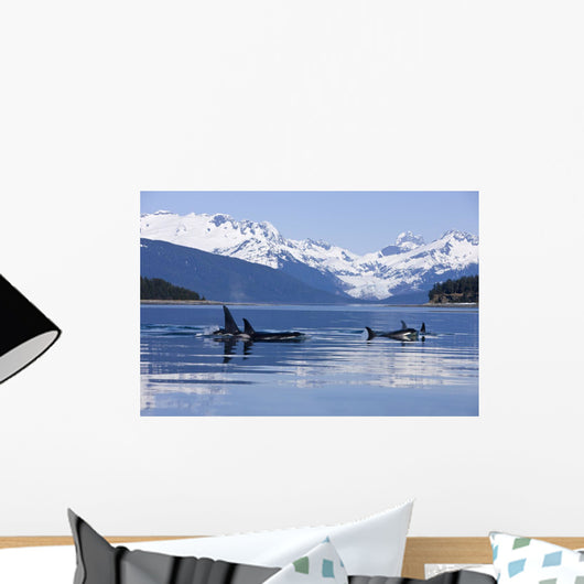 Orca Surface In Lynn Canal Wall Mural