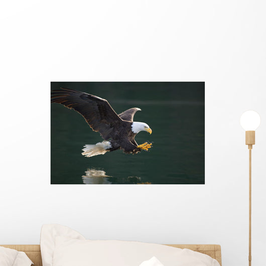 Bald Eagle Catching Fish Wall Mural