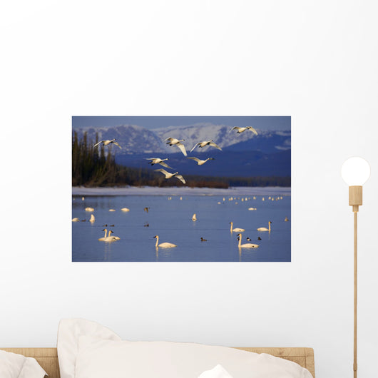 Trumpeter & Tundra Swans Rest @ Marsh Lake Wall Mural