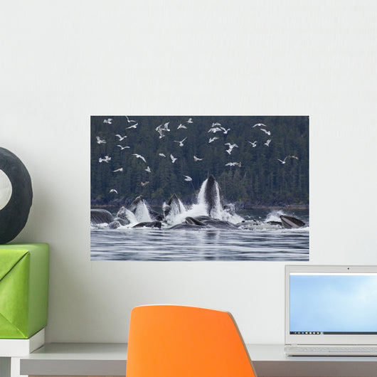 Humpback Whales Bubble Net Feeding For Herring In Chatham Strait Wall Mural
