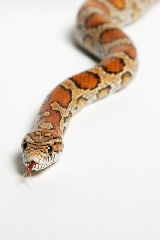 Corn Snake Spruce Grove Wall Decal