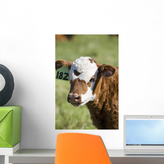 Close up of a baby calf's face in a field;Alberta canada Wall Mural
