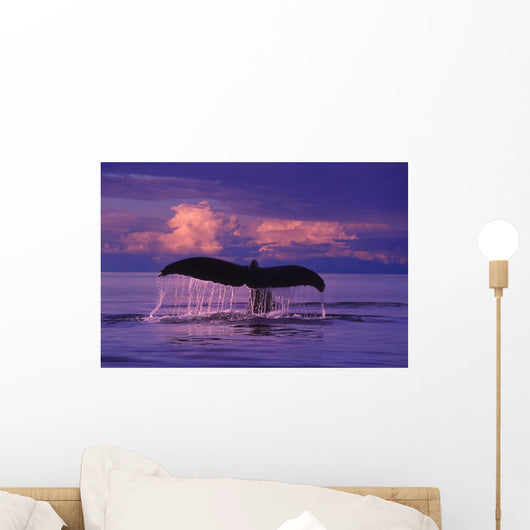 Humpback Fluke @ Sunset Lynn Canal Se Ak Composite Summer Wall Mural