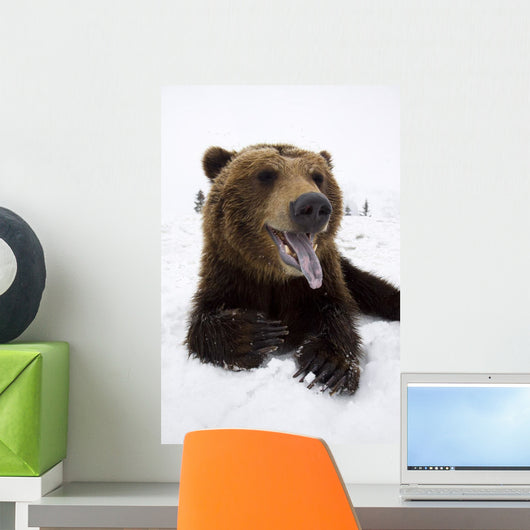 Captive Brown Bear Resting In Snow Wall Mural