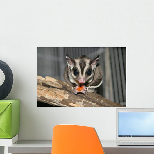 Sugar Glider Wall Mural