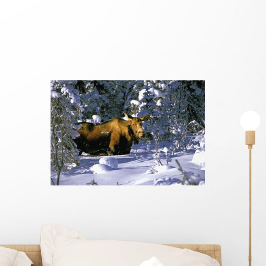 A Moose Belly Deep Wall Mural
