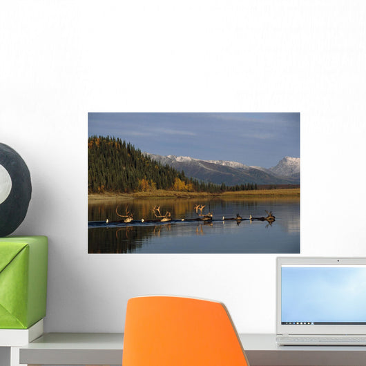 Caribou Herd Swimming Wall Mural