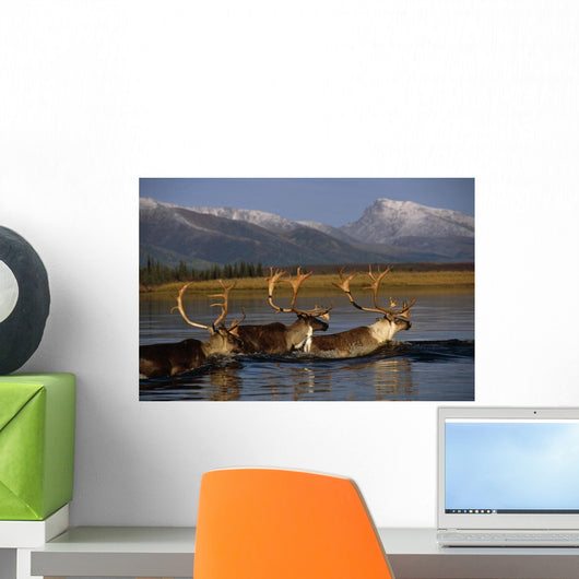 Caribou Herd Swimming Wall Mural