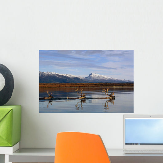 Caribou Bulls Swimming Wall Mural
