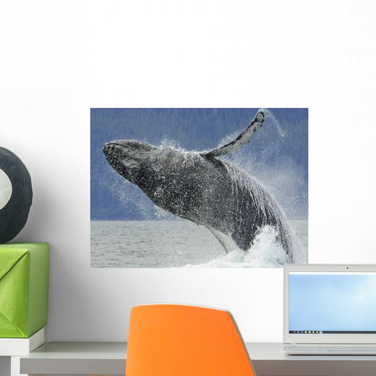 Humpback Whale Breaching Near Juneau During Summer In Southeast Alaska Wall Mural