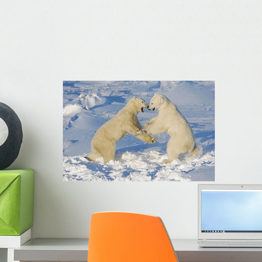 Polar Bears Wrestling And Play Fighting At Churchill, Manitoba, Canada Wall Mural