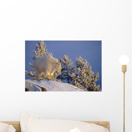 Mountain Goat Billys Wall Mural