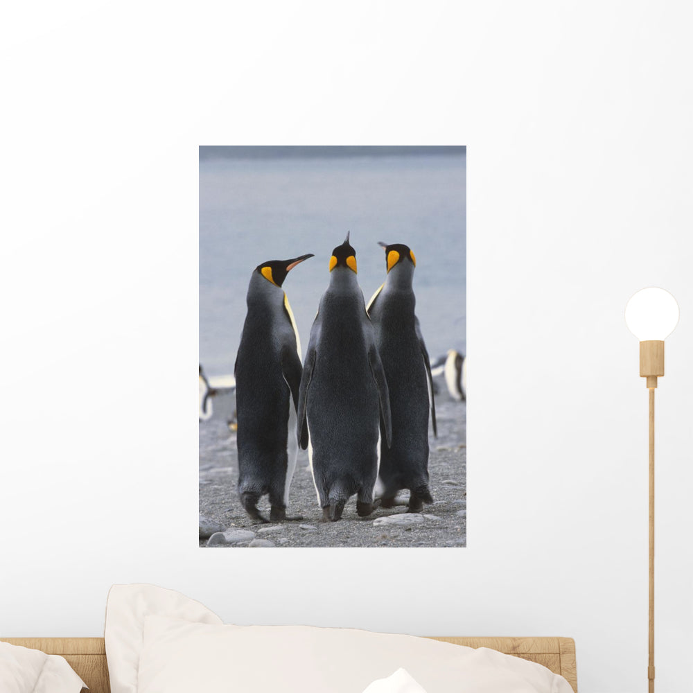 Group King Penguins Standing Wall Mural – Wallmonkeys