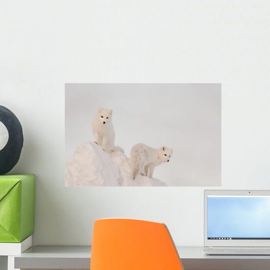 Two Arctic Foxes Stand Wall Mural