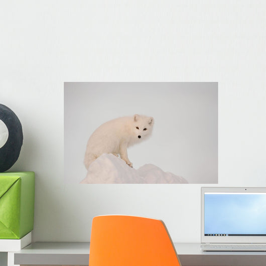 Arctic Fox Stands In Late Afternoon Sun On Top Of A Large Chunk Of Ice Wall Mural