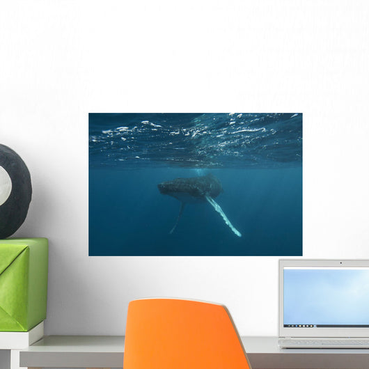 Underwater View Of A Humpback Whale In The Atlantic Ocean Wall Mural