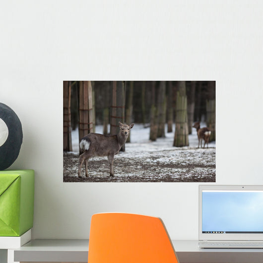 Sika Deer Lat Cervus Wall Mural