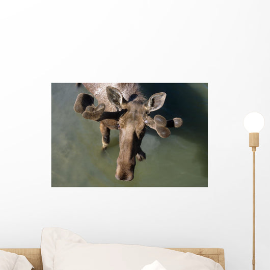 Overlooking View Of Bull Moose Wall Mural