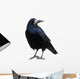 Black Raven Snow