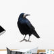 Black Raven Snow