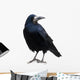 Black Raven Snow