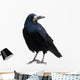 Black Raven Snow
