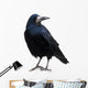 Black Raven Snow