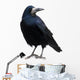 Black Raven Snow