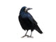 Black Raven Snow