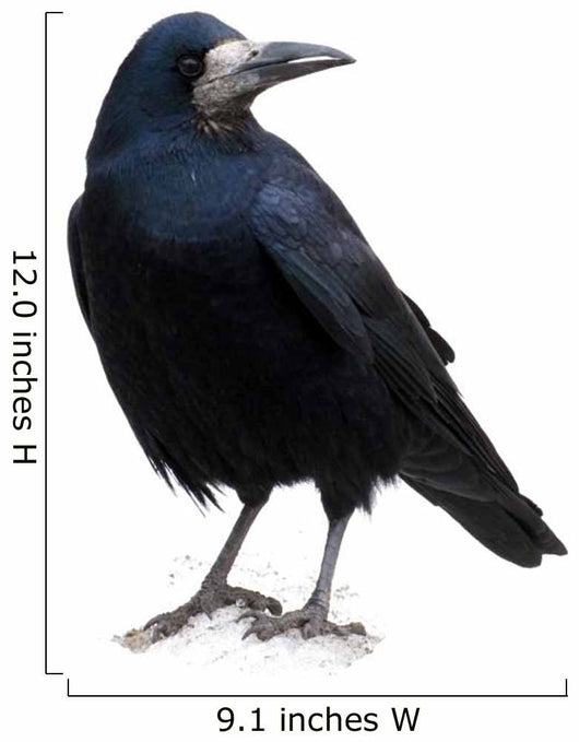 Black Raven Snow
