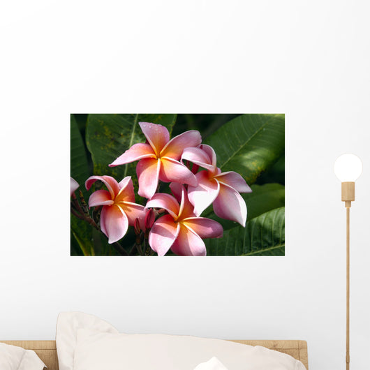 Red Plumeria Wall Mural
