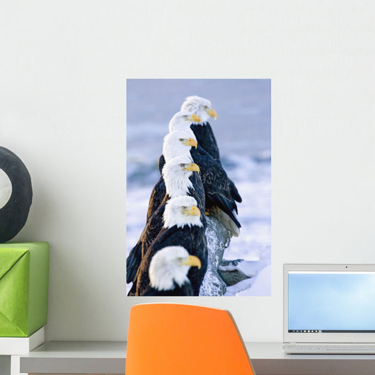 Six Bald Eagles Perched Wall Mural