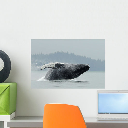 Humpback Whale Breaching Near Juneau During Summer In Southeast Alaska Wall Mural
