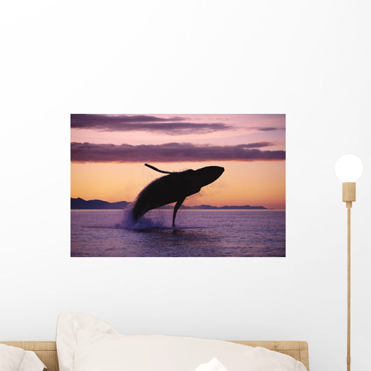 Humpback Whale Breaching @ Sunset Composite Se Ak Wall Mural