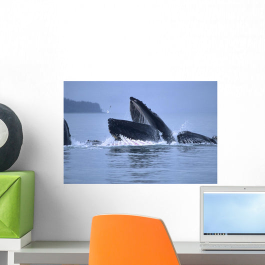 Humpback Whales Lunge Feeding Wall Mural