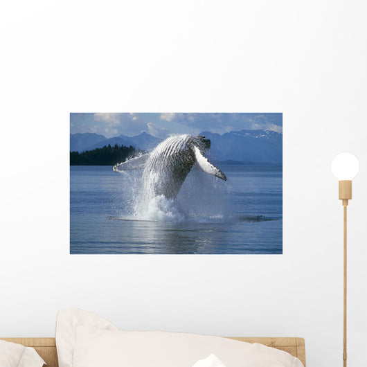 Humpback Whale Breaching Frederick Sound Se Ak Wall Mural