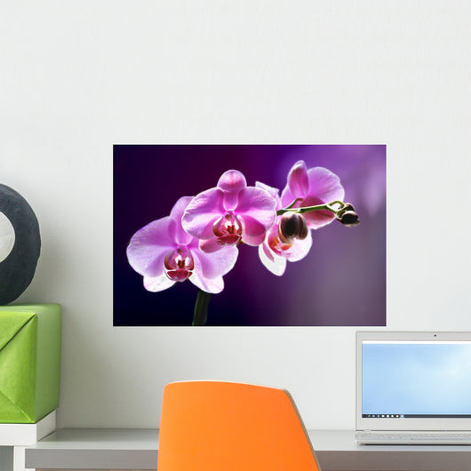 Purple orchid background romance Wall Mural