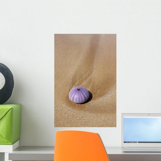 Hawaii, Maui, Makena, A purple urchin shell washes ashore Wall Mural