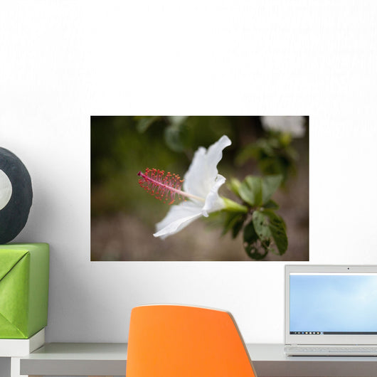 Hawaii, Maui, A closeup of white hibiscus flower Wall Mural