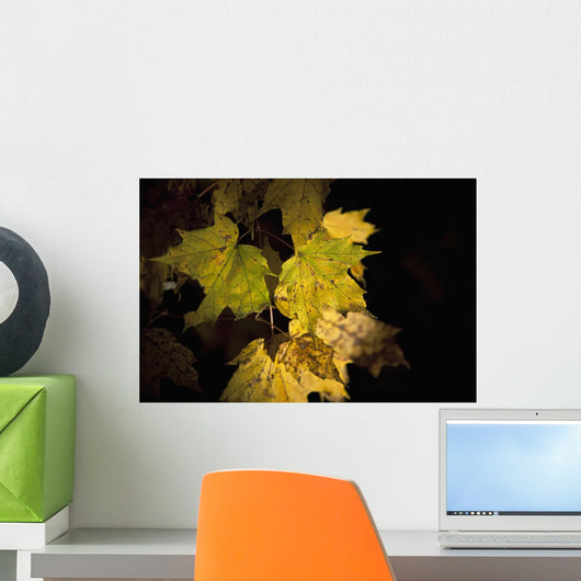 New Hampshire, White Mountains, Sun Lit Foliage Wall Mural
