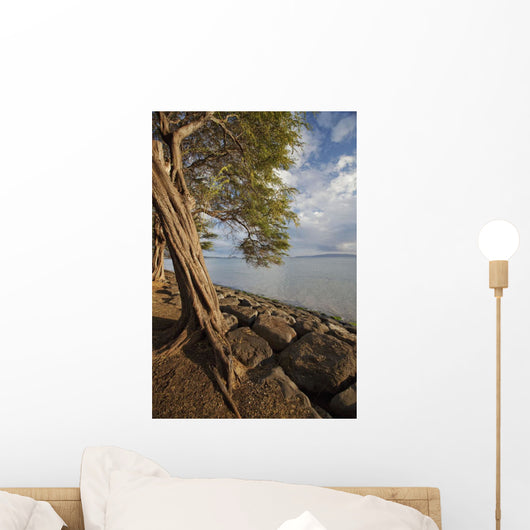 Hawaii, Maui, Kihei, A Kiawe Tree at sunset Wall Mural