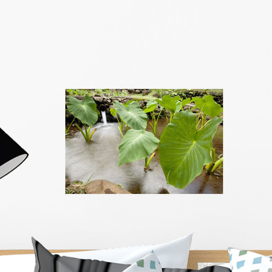Hawaii, Maui, Large Taro leaves in a pond Wall Mural