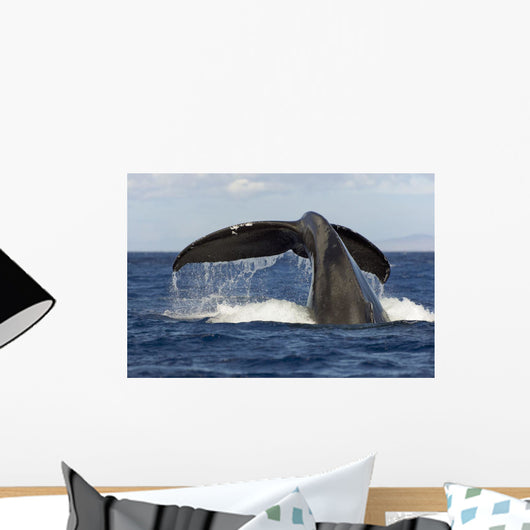 Hawaii, Lanai, Tail of a humpback whale Wall Mural