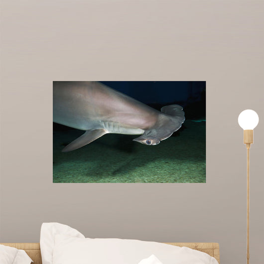 Hawaii, Scalloped hammerhead shark on the ocean floor Wall Mural