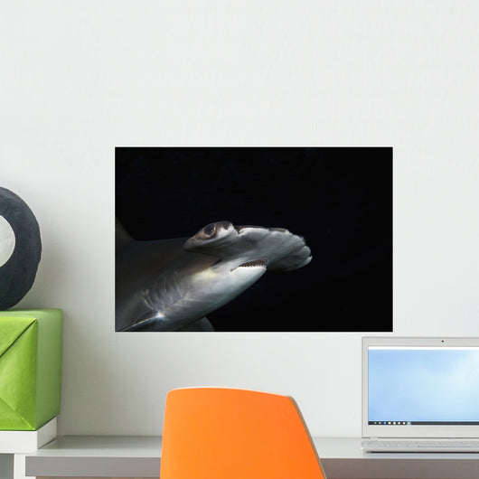 Hawaii, Scalloped hammerhead shark on the ocean floor Wall Mural