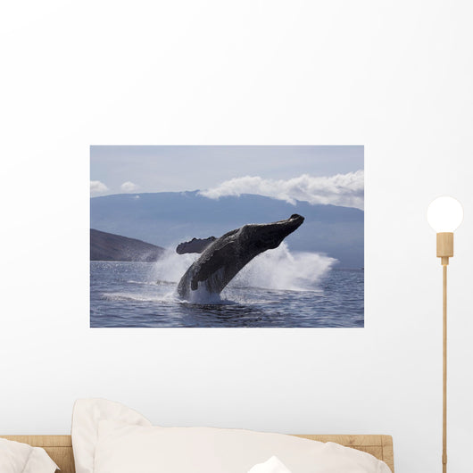 Propelling its body from the ocean Wall Mural