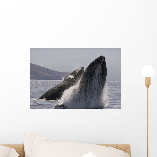 Propelling their bodies from the ocean Wall Mural