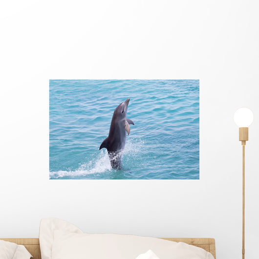 Atlantic Bottlenose Dolphin leaps from the water Wall Mural