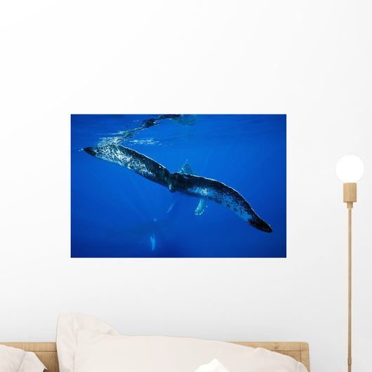 Hawaii, An underwater view of the tail of a humpback whale Wall Mural