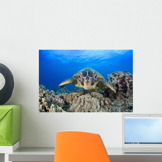 Hawaii, Maui, A wide angle of a green sea turtle viewed straight on Wall Mural
